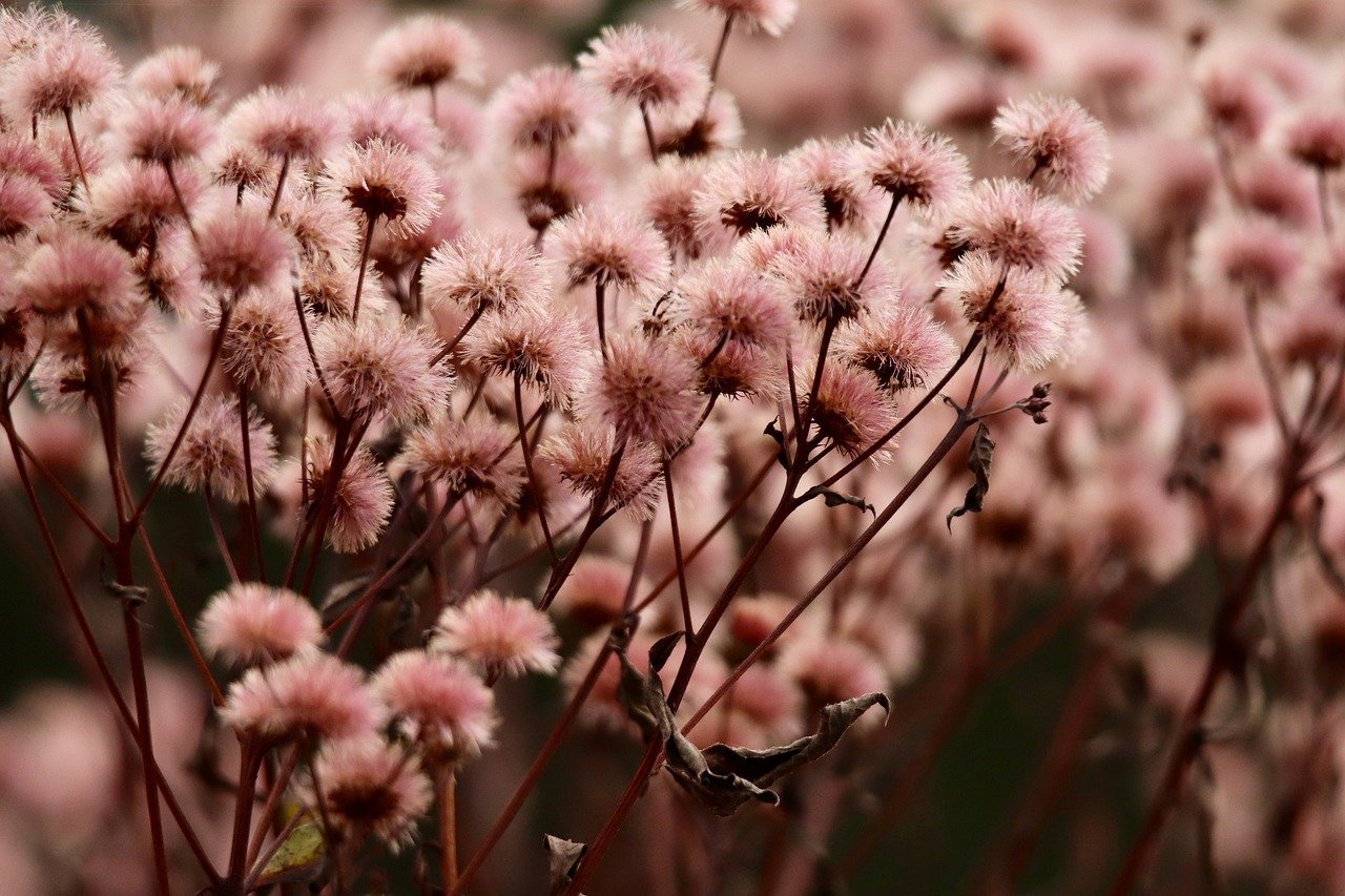 欧迪onfire app详情下载教程