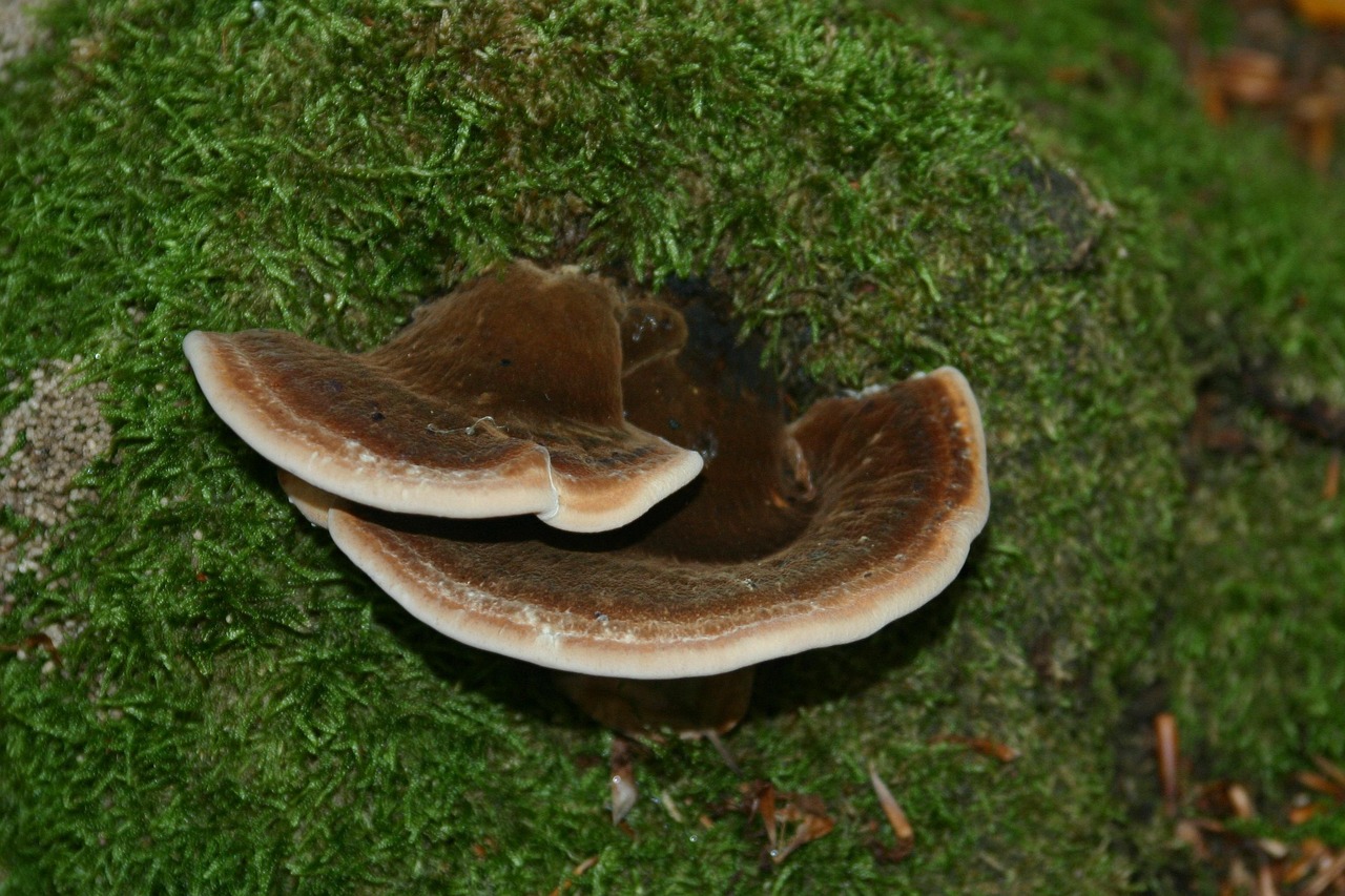 实名微信号批发:实名账号如何建立网上信用体系和信任机制