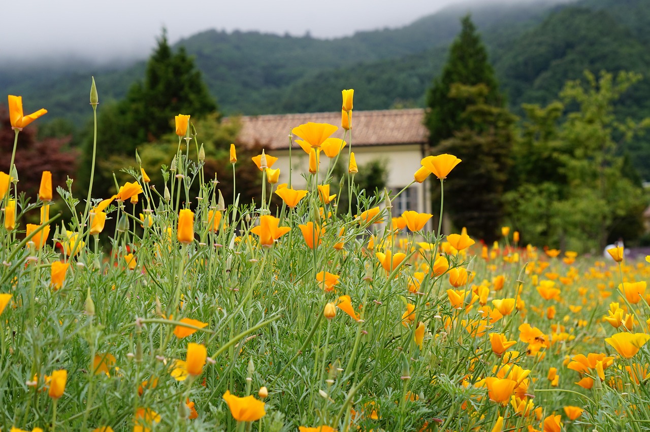 世纪佳缘实名账号：天平台代理价格