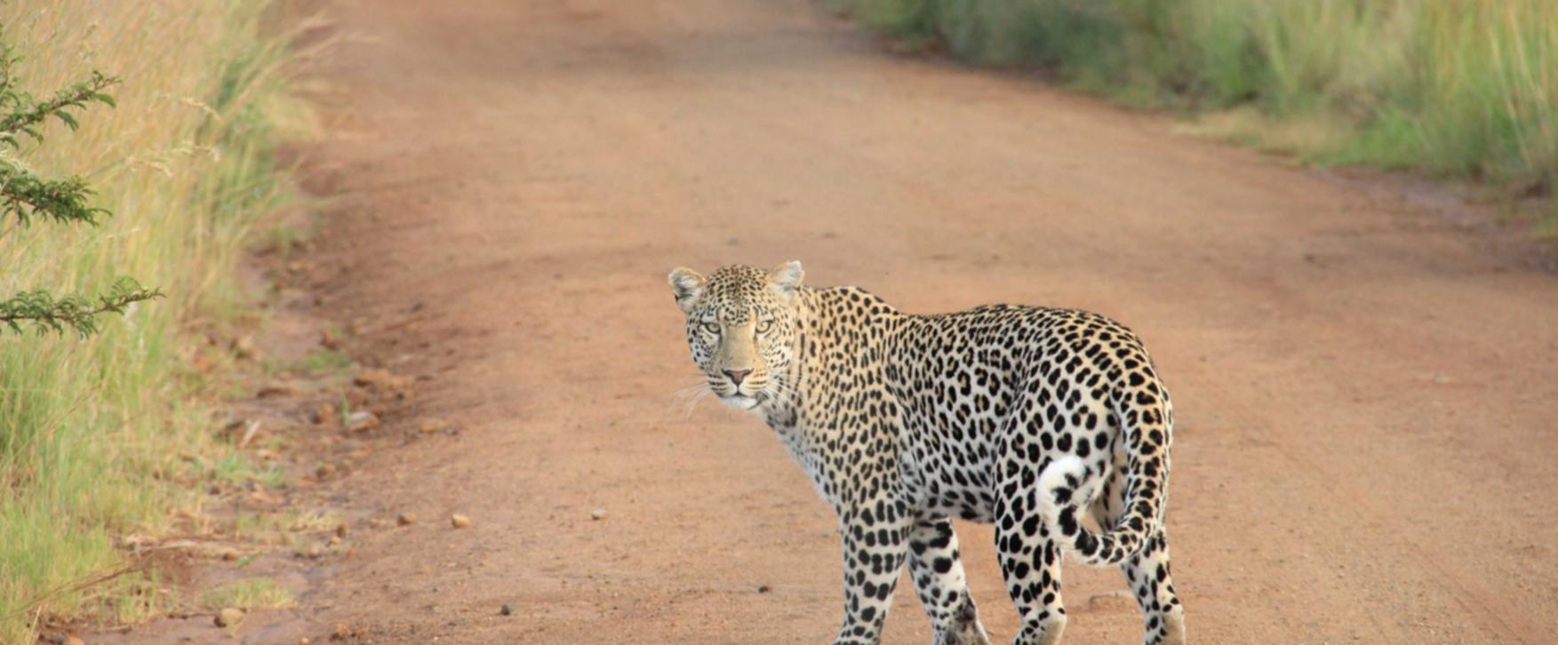 电销电话手机卡:电影兑换码代理平台有哪些