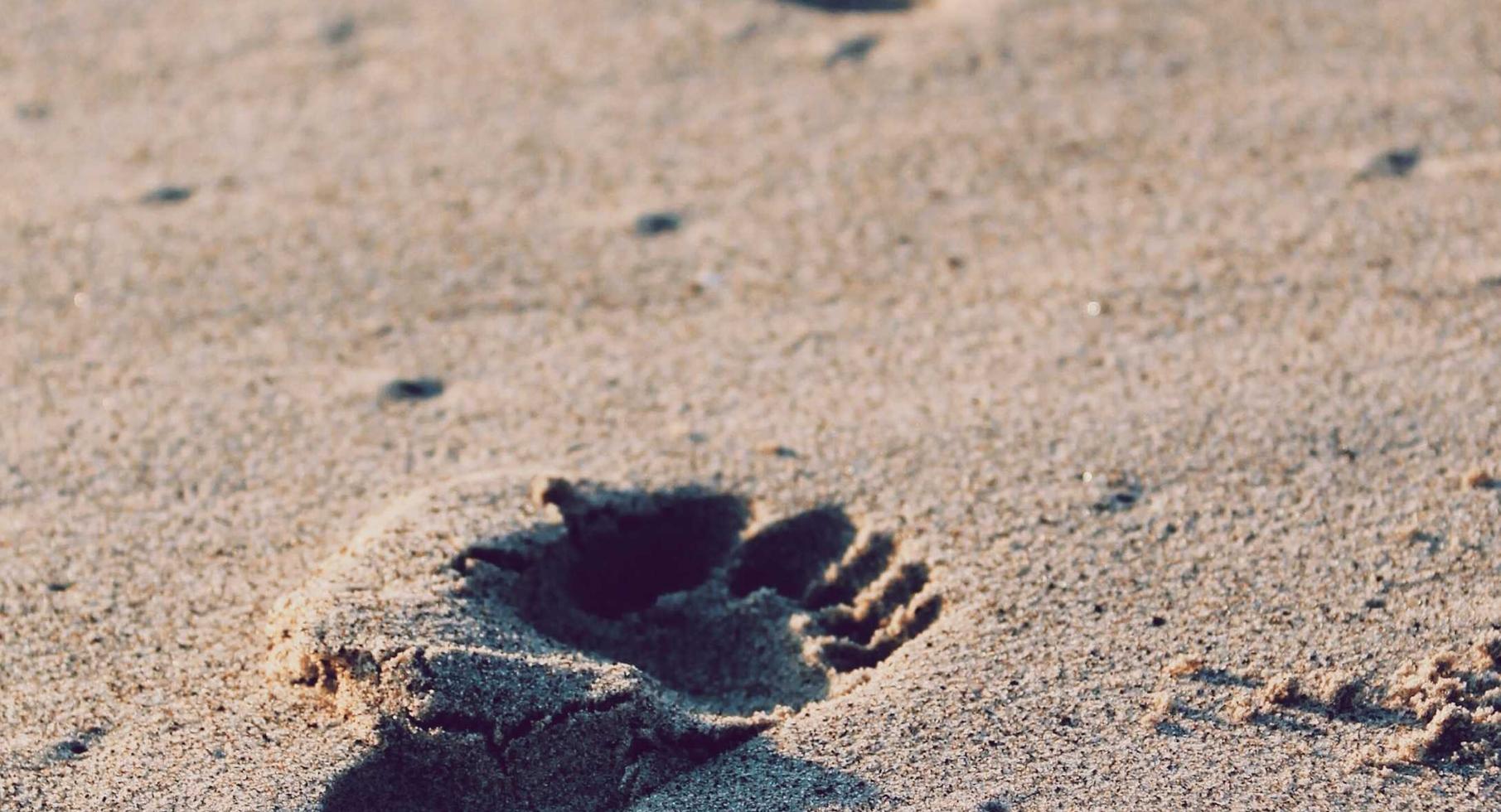 在线DDOS平台攻击|熊猫视频app详情下载教程_